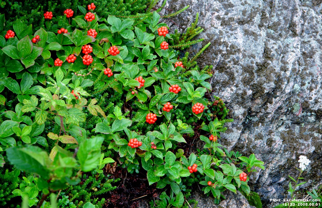 12133CrLeSh - Lighthouse trail, west of Tadoussac on 138